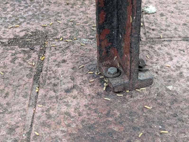 Plaga o animal muerto
