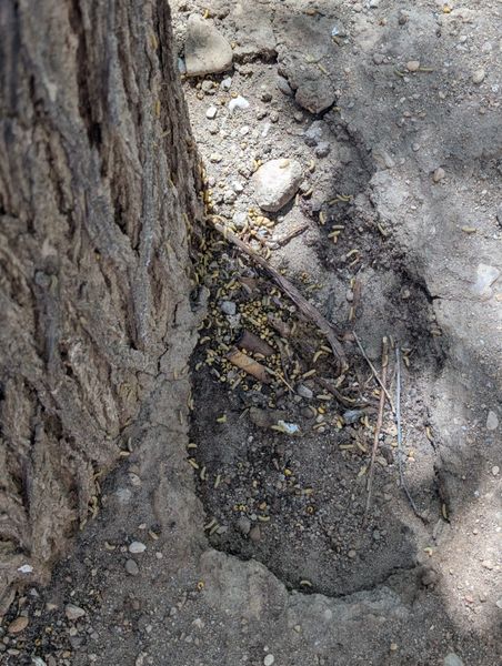 Plaga o animal muerto