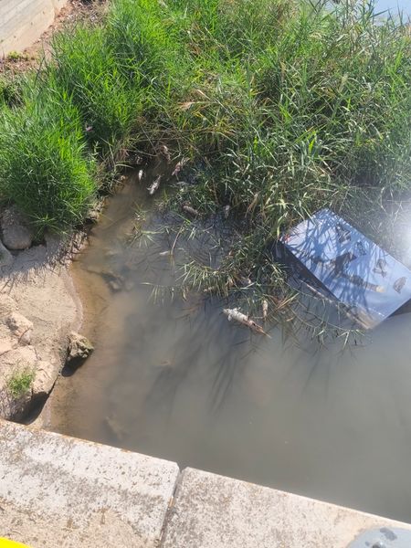 Plaga o animal muerto