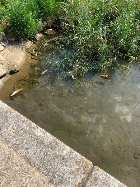 Plaga o animal muerto